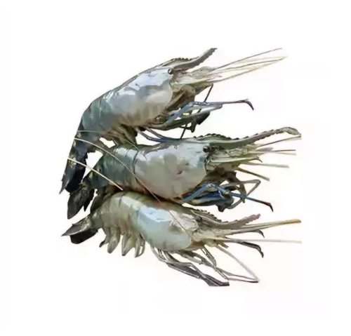 Golda Chingri (Shrimp) 18-20 pcs (Medium) 500 gm