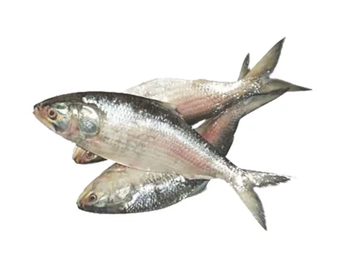 Whole Hilsha Fish (Asto Ilish) ±40 gm 400 gm