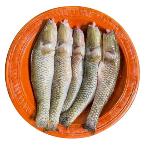 Bele Fish (5-9) Pcs/Kg