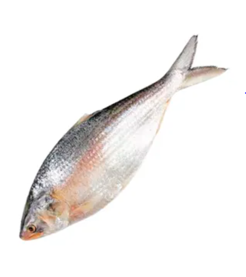 Whole Hilsha Fish (Asto Ilish) ±50 gm 1.2kg