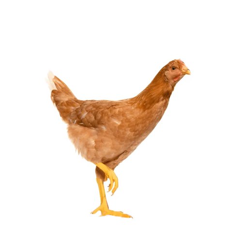 Live Cock Chicken (Processed) 500 gm