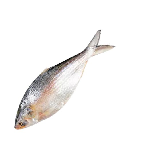 Whole Hilsha Fish (Asto Ilish) ± 50 gm 500 gm