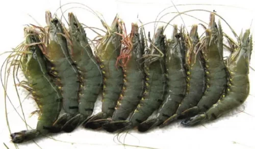 Bagda Chingri (Shrimp 500 gm