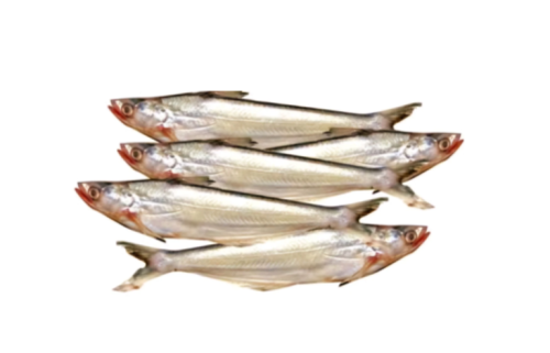 Bacha Fish 500 gm