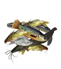Mix Fish (Deshi Processed 500 gm