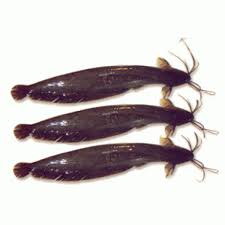 Shing Fish Processed 500 gm