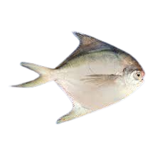 Rupchanda Fish Medium 500 gm