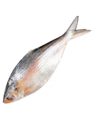 Hilsha Fresh Local Captured (500-599 gm)