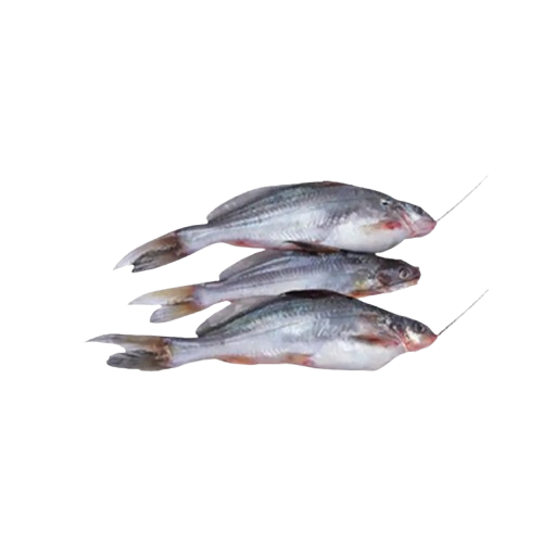 Gulsha Fish Medium 500 gm