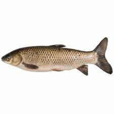 Grass Carp Fish After Cutting 1 kg